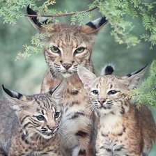 Cross stitch pattern: #2100669