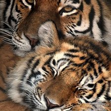 Cross stitch pattern: #2100702