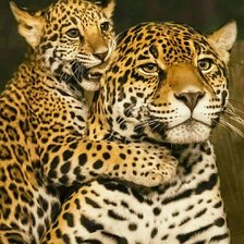 Cross stitch pattern: #2105970