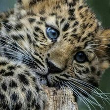 Cross stitch pattern: #2105972