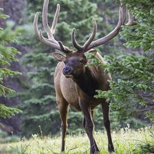 Cross stitch pattern: #2105984