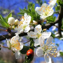 Cross stitch pattern: #2105991