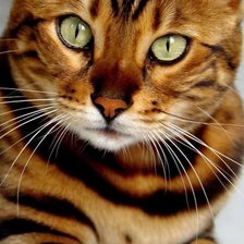 Cross stitch pattern: #2106019