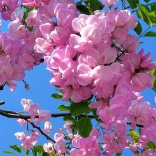 Cross stitch pattern: #2106021