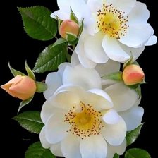 Cross stitch pattern: #2106023