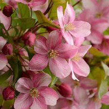 Cross stitch pattern: #2106024