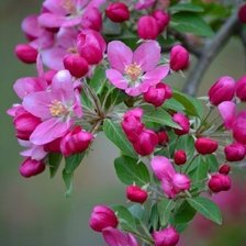 Cross stitch pattern: #2106026