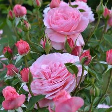 Cross stitch pattern: #2106039