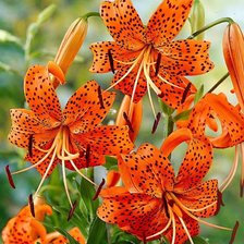 Cross stitch pattern: #2106043