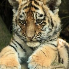 Cross stitch pattern: #2106045