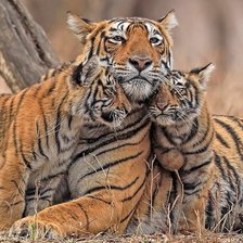 Cross stitch pattern: #2106048