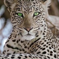 Cross stitch pattern: #2106057