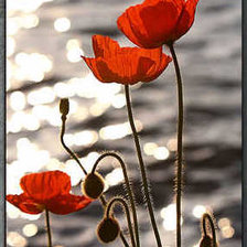 Cross stitch pattern: #2106108