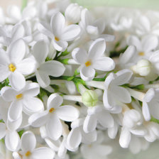 Cross stitch pattern: #2108142