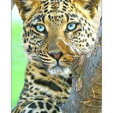 Cross stitch pattern: #2113917