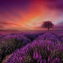 Cross stitch pattern: #2115837