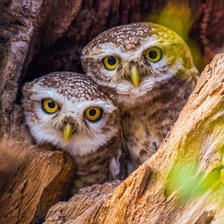Cross stitch pattern: #2115857