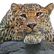 Cross stitch pattern: #2115959