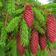 Cross stitch pattern: #2116037