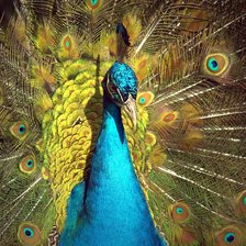 Cross stitch pattern: #2116368