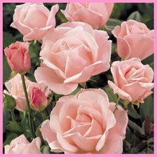 Cross stitch pattern: #2116695