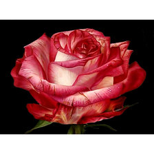 Cross stitch pattern: #2119376