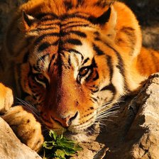 Cross stitch pattern: #2119697