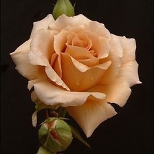 Cross stitch pattern: #2120204