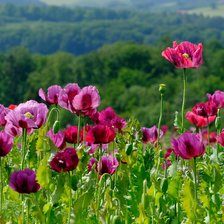 Cross stitch pattern: #2121280