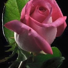 Cross stitch pattern: #2121796