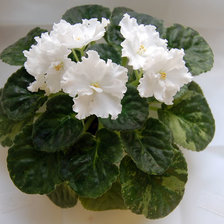 Cross stitch pattern: #2122293