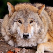 Cross stitch pattern: #2122589