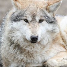 Cross stitch pattern: #2122600