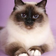 Cross stitch pattern: #2122634