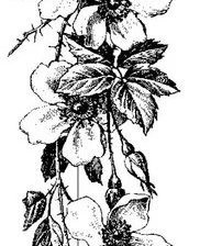 Cross stitch pattern: #2126006