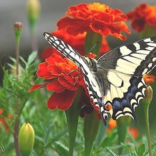 Cross stitch pattern: #2126696