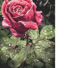 Cross stitch pattern: #2126870