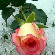 Cross stitch pattern: #2127454