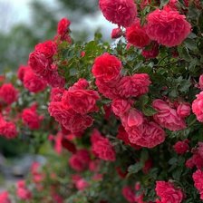 Cross stitch pattern: #2127832