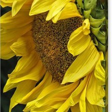 Cross stitch pattern: #2130907