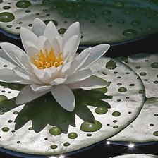 Cross stitch pattern: #2131074