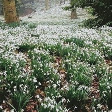 Cross stitch pattern: #2131148