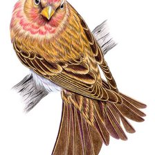 Cross stitch pattern: #2131542