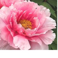 Cross stitch pattern: #2132538