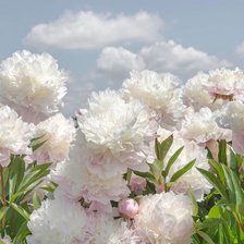 Cross stitch pattern: #2132641