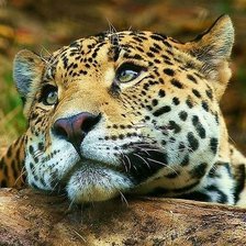 Cross stitch pattern: #2133340