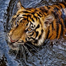 Cross stitch pattern: #2133464