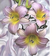 Cross stitch pattern: #2133879