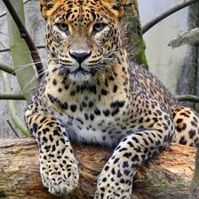 Cross stitch pattern: #2138697