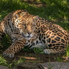 Cross stitch pattern: #2138852